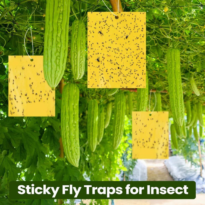 Double Sided Sticky Bug Traps – Varitino